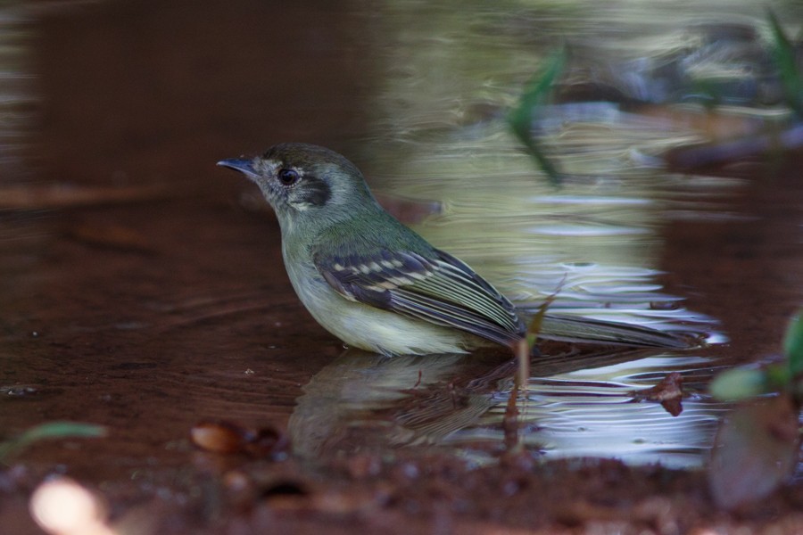 Sepia-capped Flycatcher - ML197017421