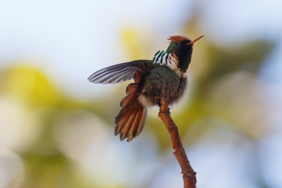 Frilled Coquette - ML197017481