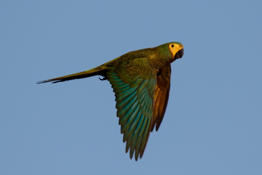 Red-bellied Macaw - ML197017491