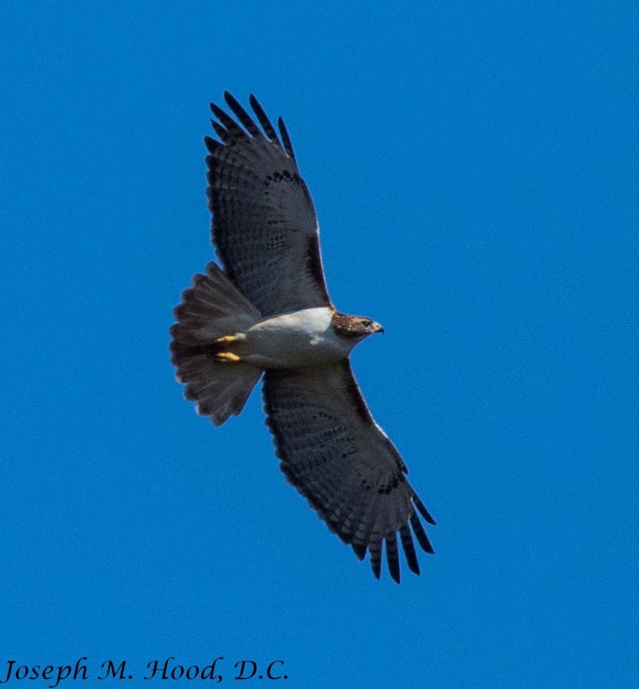 Red-tailed Hawk - ML197018531