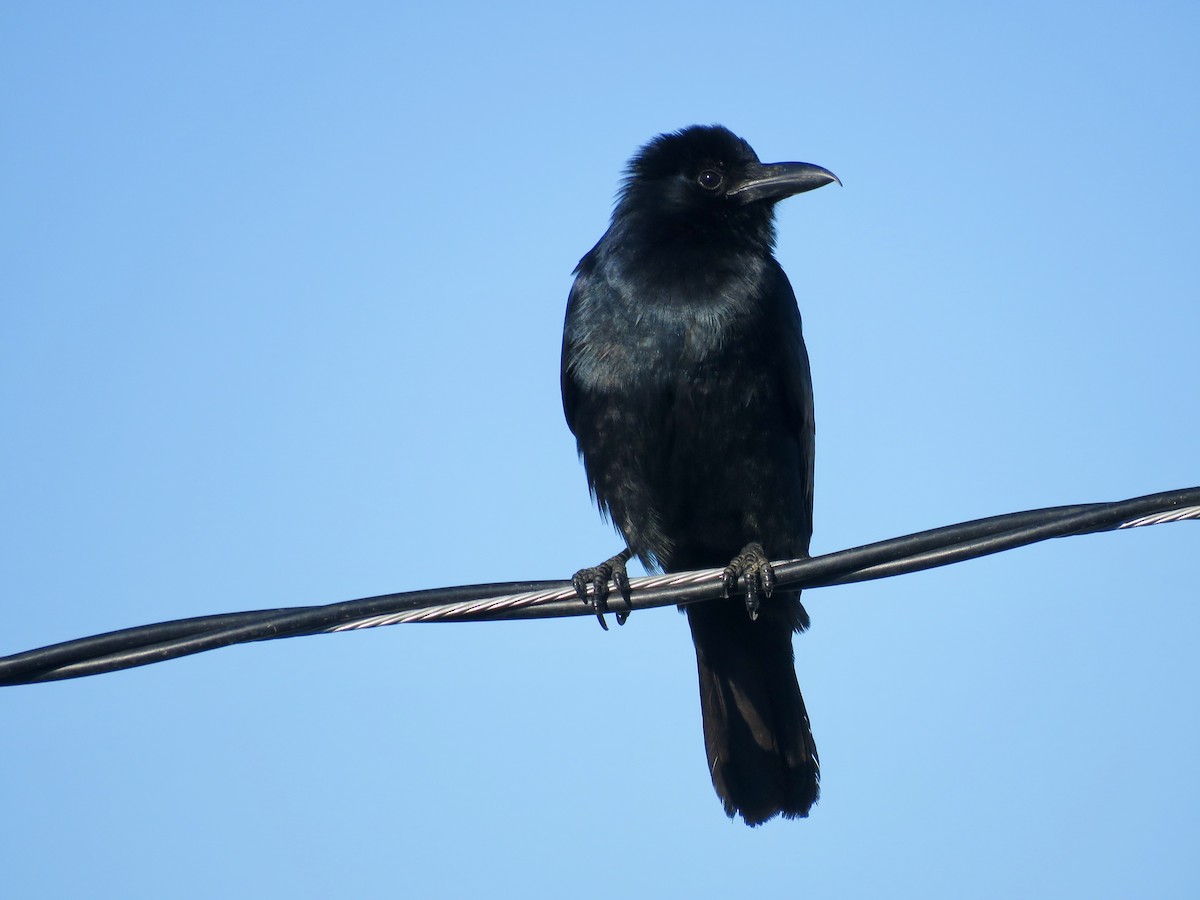 Sinaloa Crow - Jan Hansen