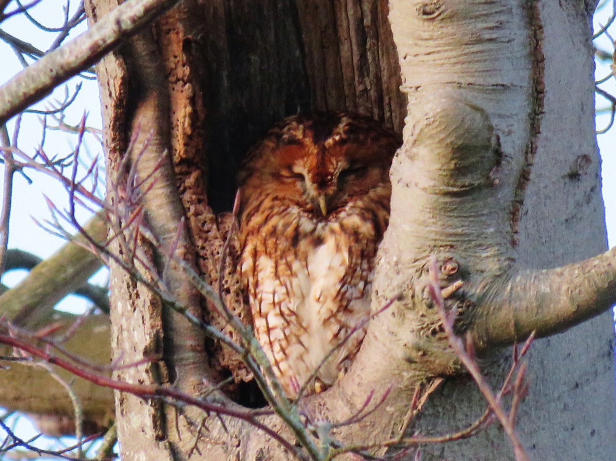 Tawny Owl - ML197021871