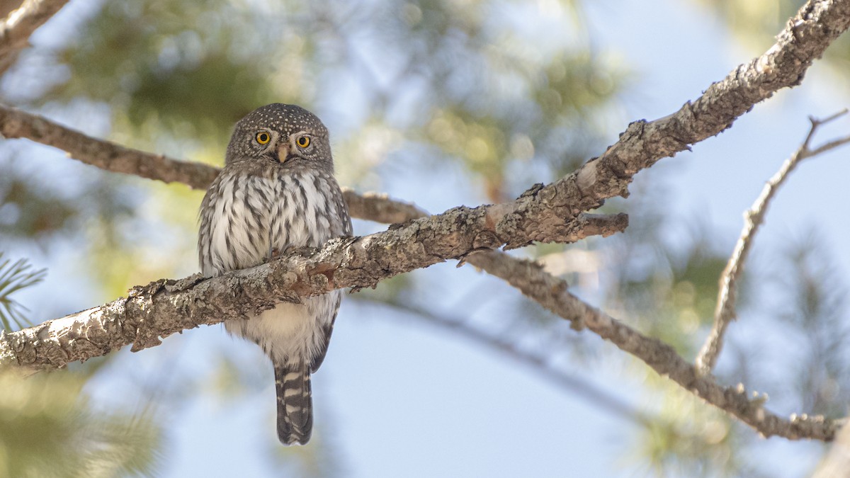 Northern Pygmy-Owl - Bryan Calk