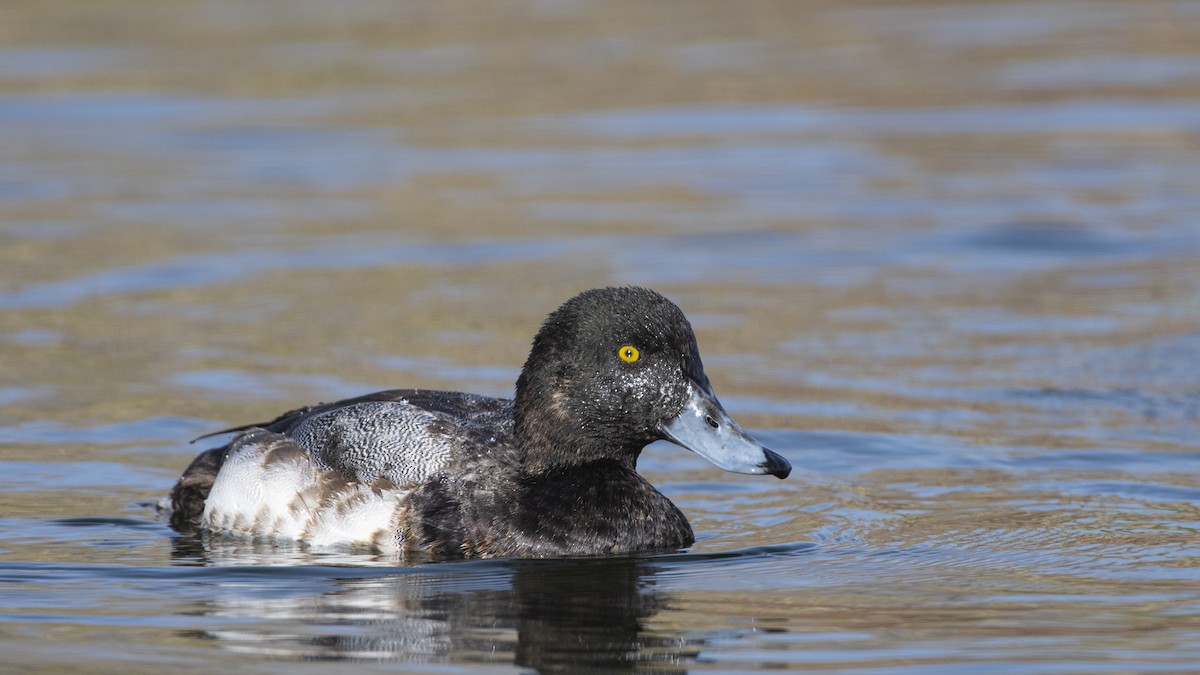 Greater Scaup - ML197024531