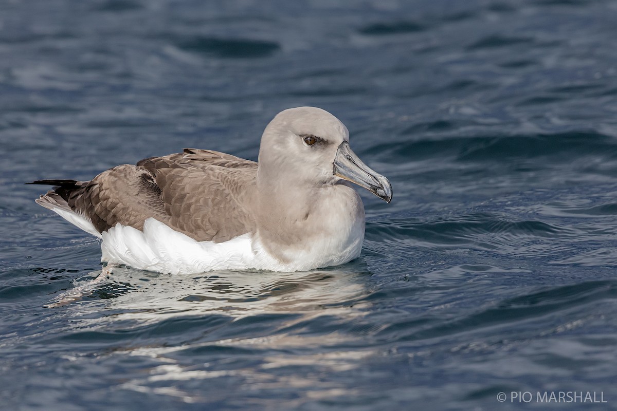 Gray-headed Albatross - ML197026581