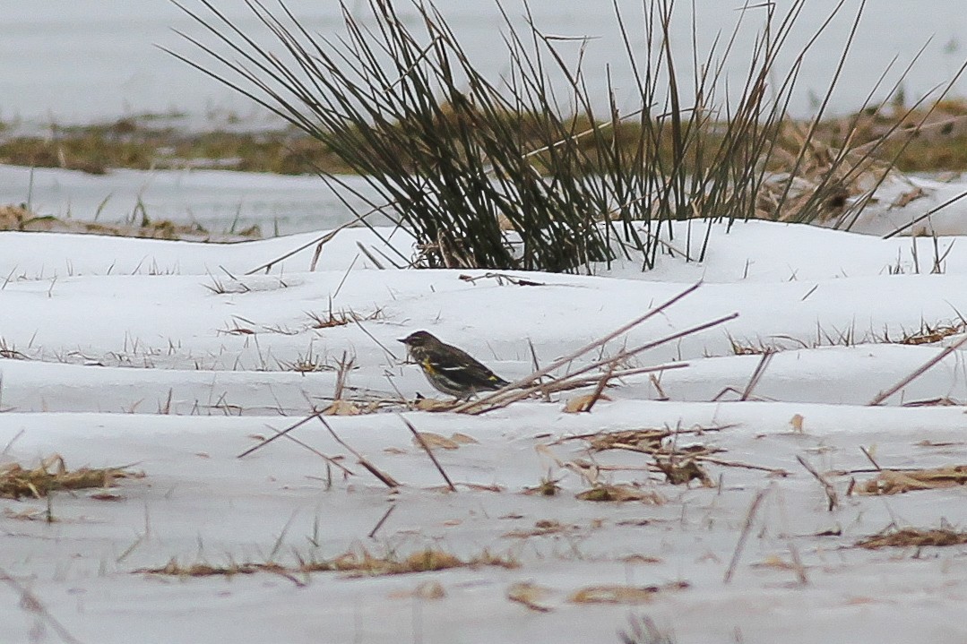 eBird Checklist 3 Jan 2020 Bolton Flats WMABolton 26 species