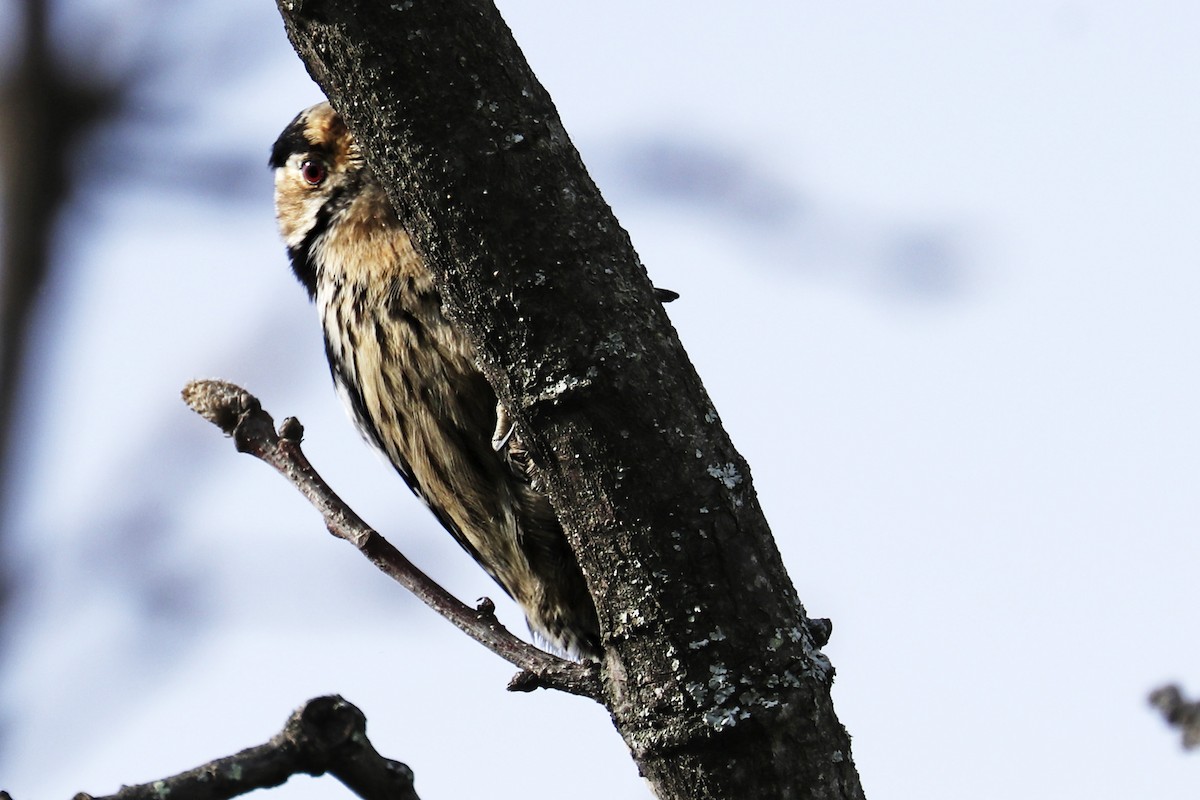 Lesser Spotted Woodpecker - ML197029321