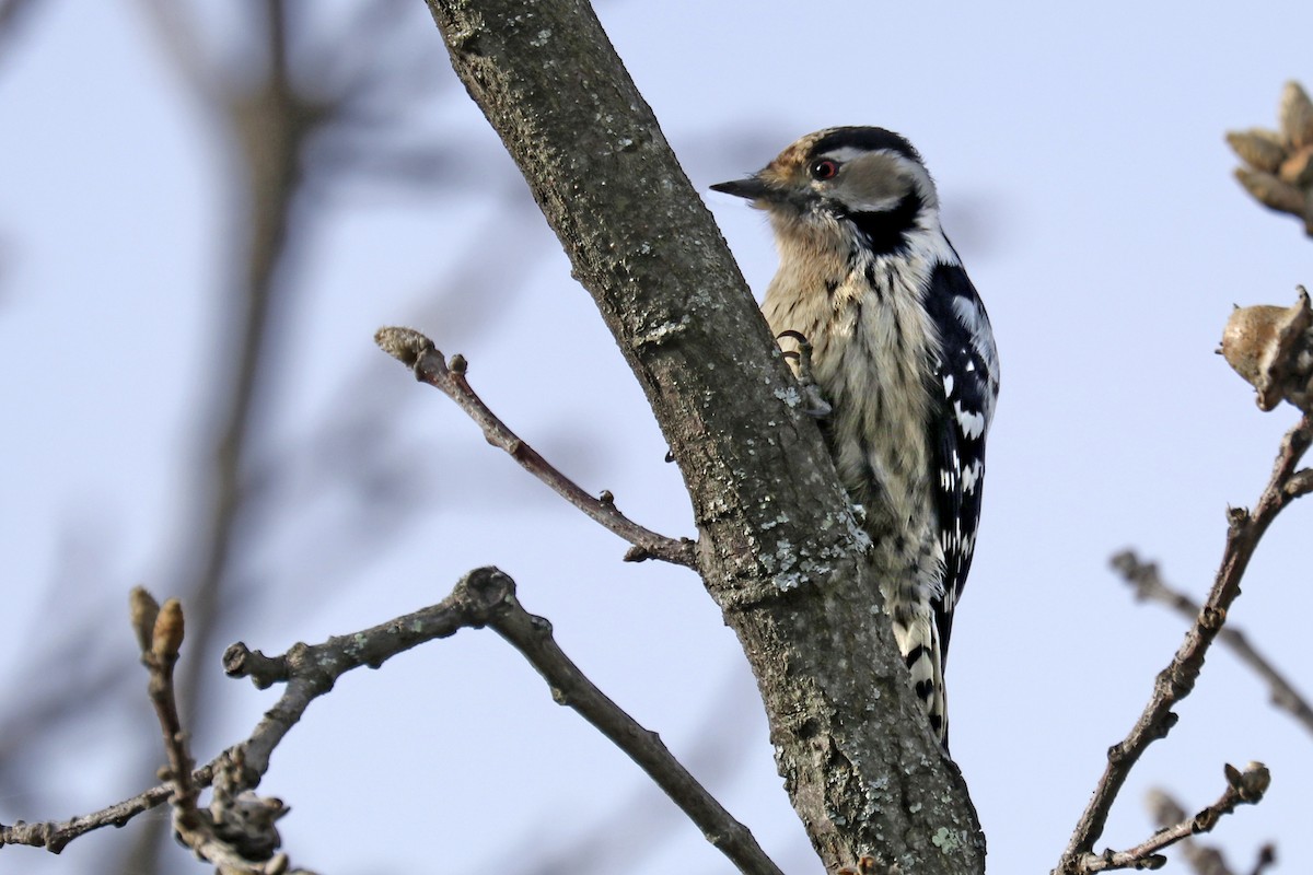 Lesser Spotted Woodpecker - ML197029381