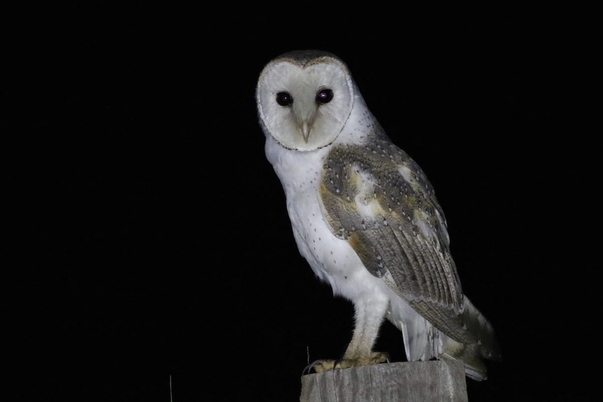 Barn Owl (Eastern) - ML197034001