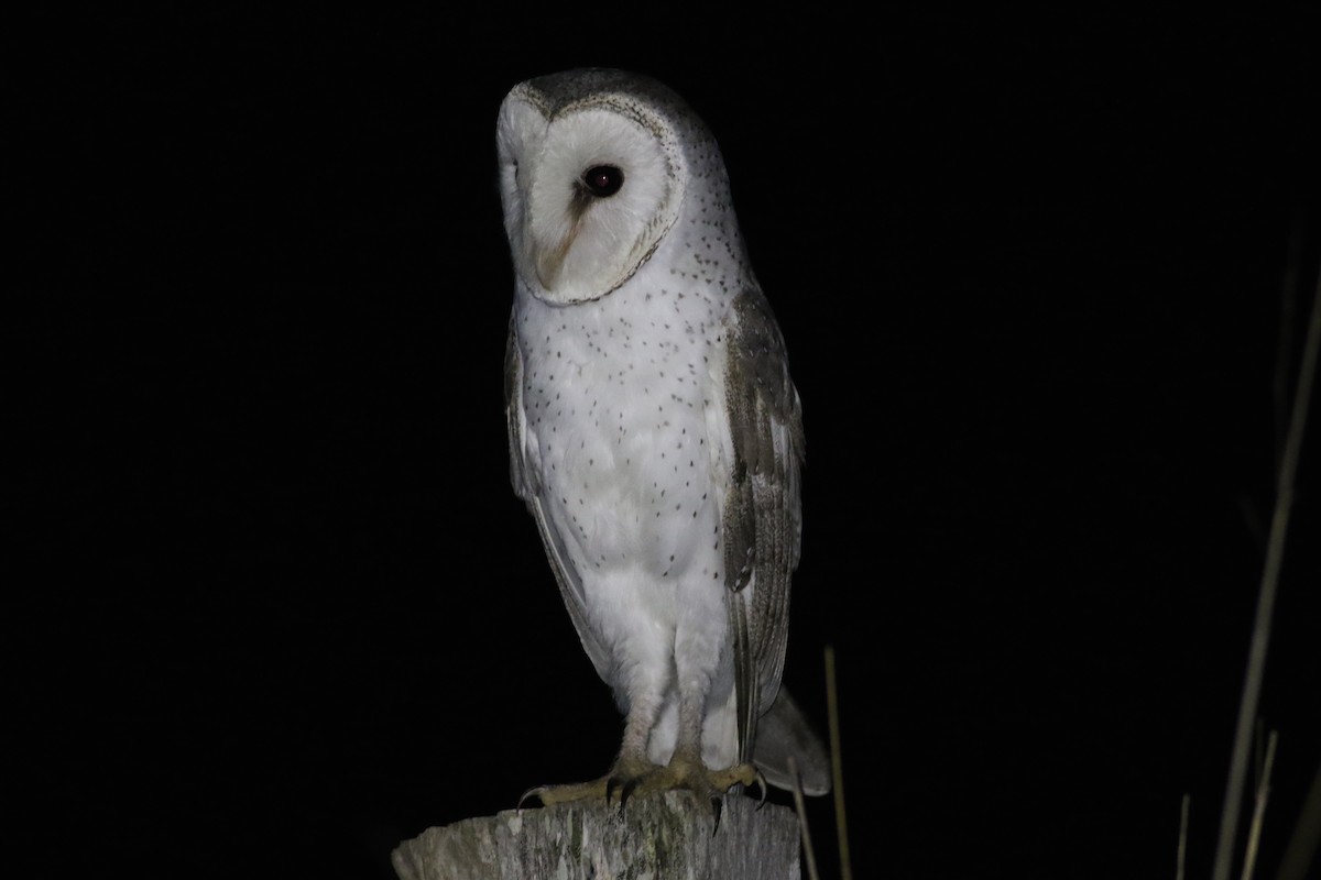 Barn Owl (Eastern) - Chris Wiley