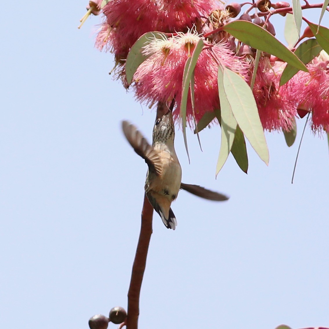 Calliope Hummingbird - Pete Dunten