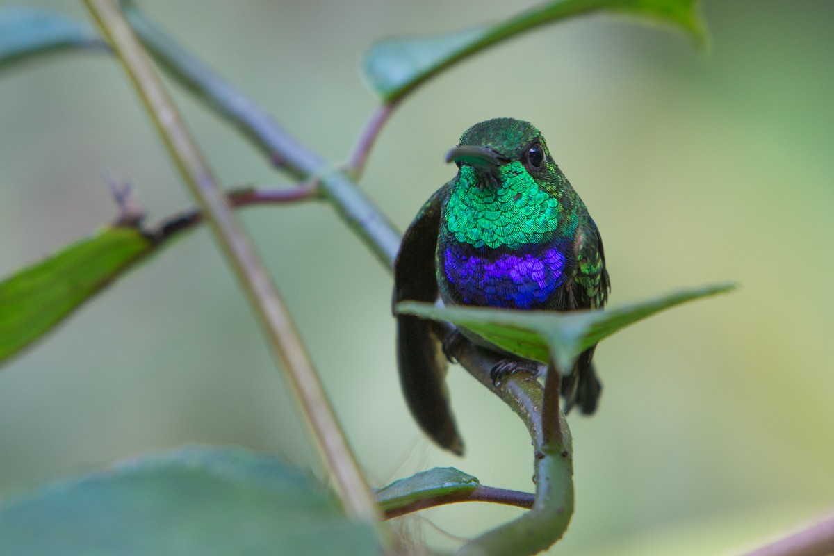Violet-chested Hummingbird - Oswaldo Hernández Sánchez