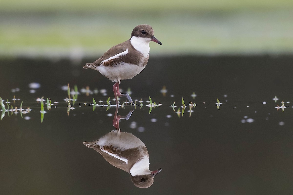 Red-kneed Dotterel - ML197052501