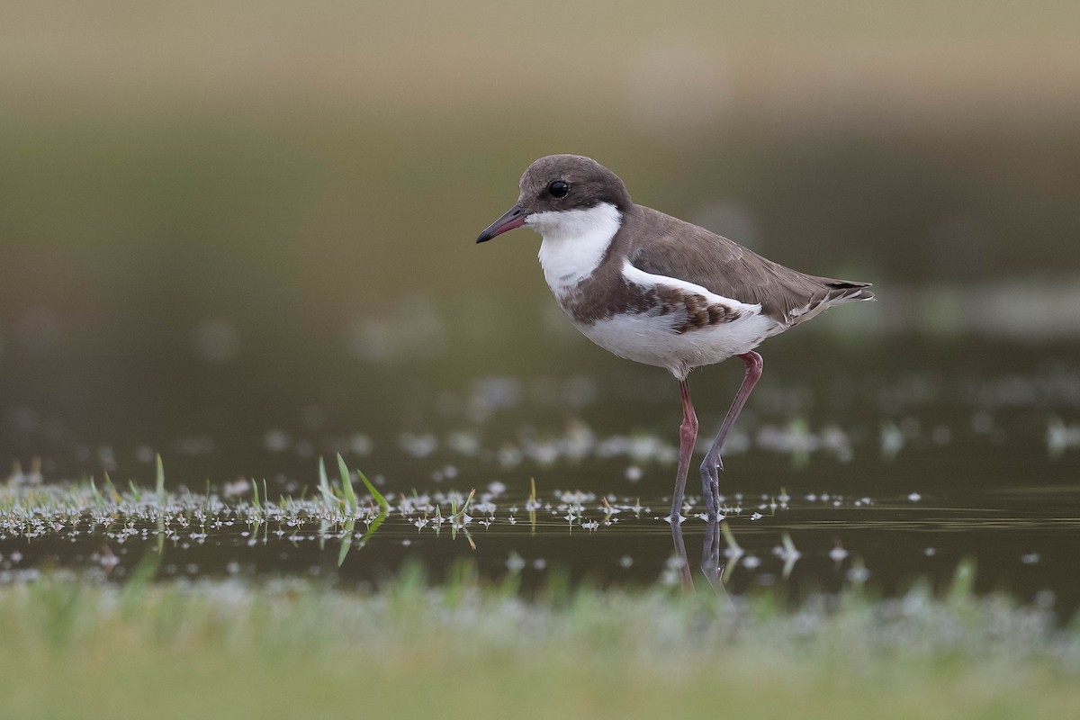 Red-kneed Dotterel - ML197053171