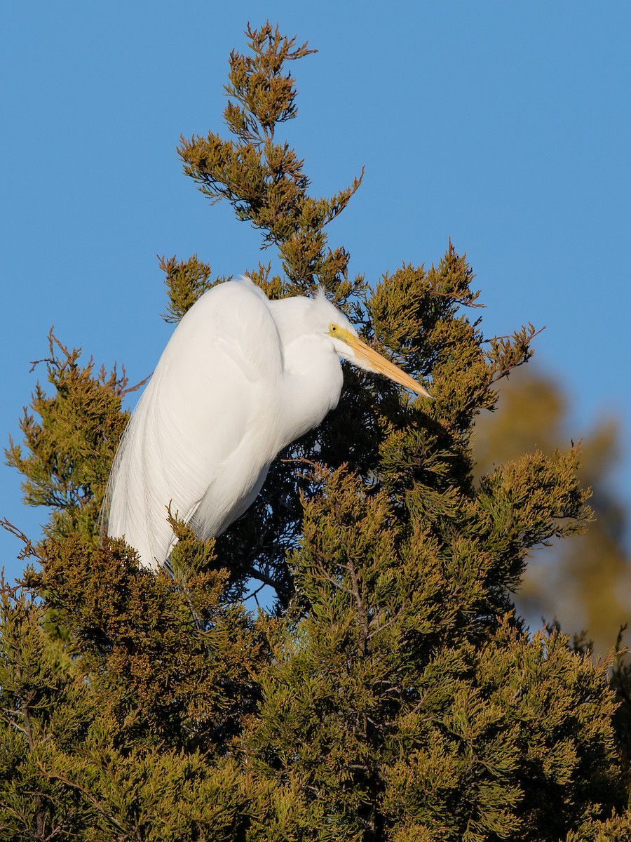 Great Egret - Mike Cameron