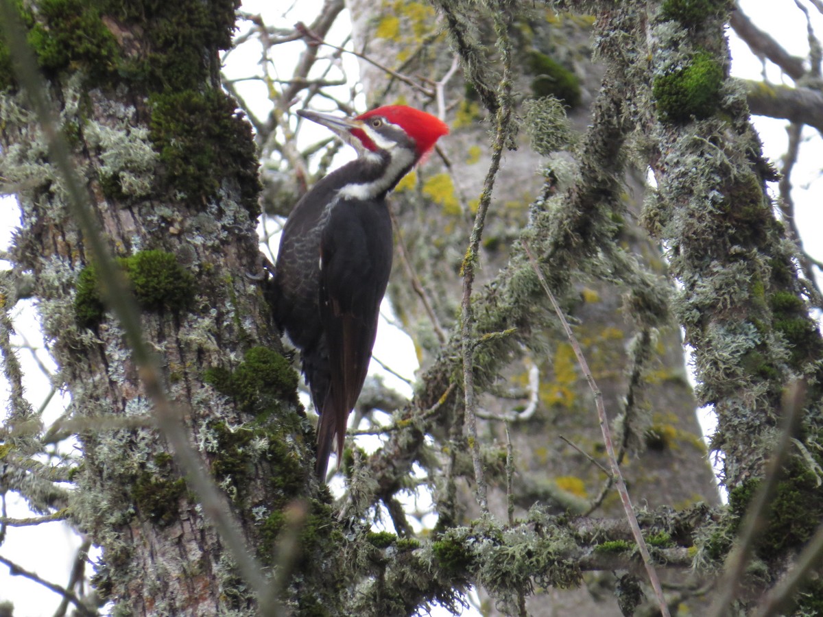 Pileated Woodpecker - Pam Otley