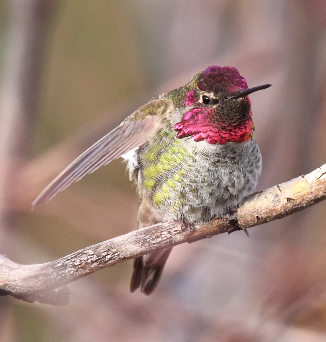Anna's Hummingbird - Laure Wilson Neish