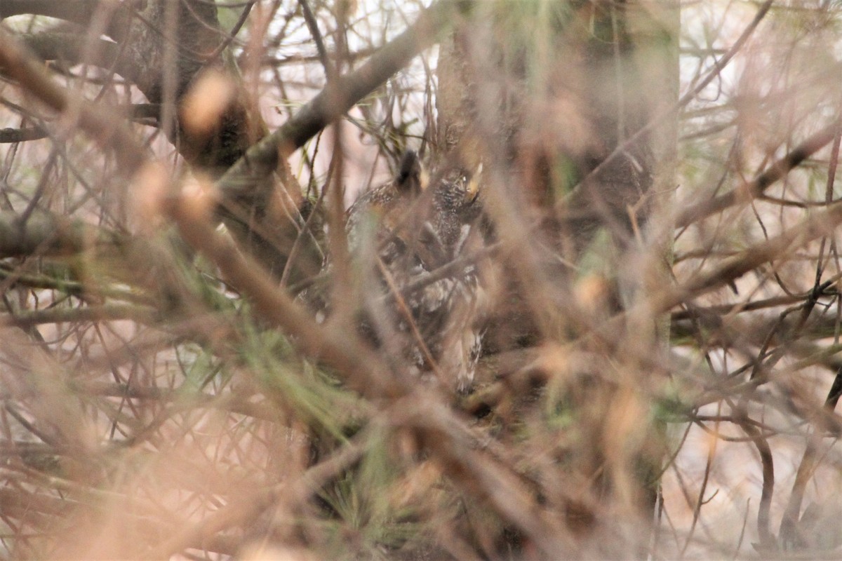 Long-eared Owl - ML197068171