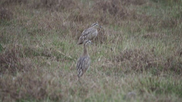 Double-striped Thick-knee - ML197068461