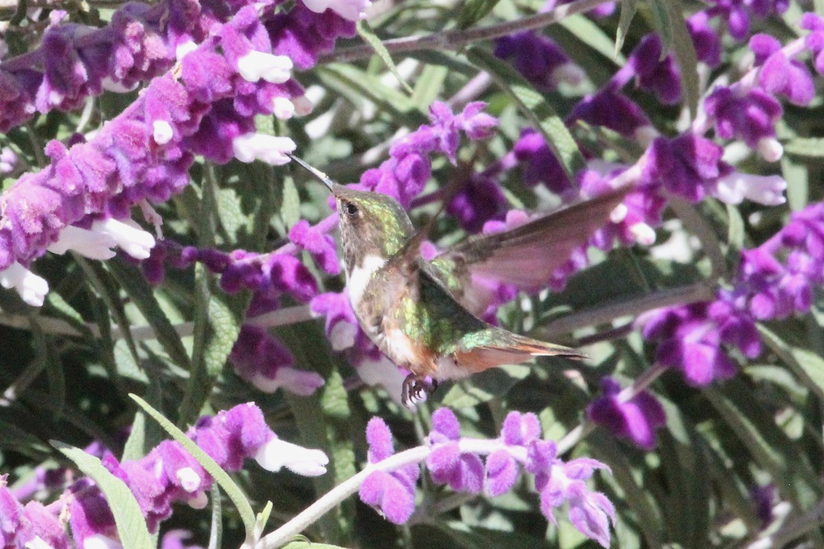 Scintillant Hummingbird - Malinda Chapman