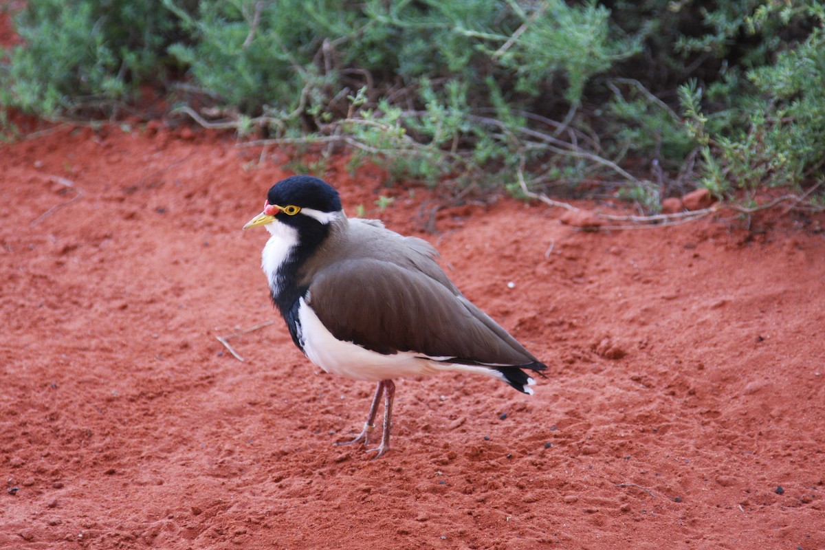 Banded Lapwing - Ann Breeze