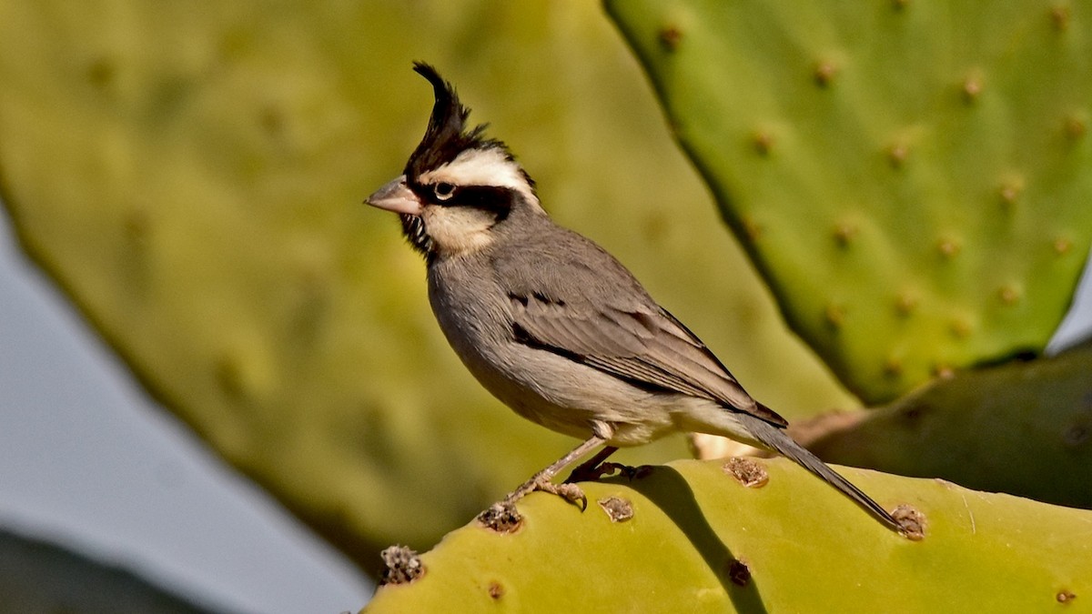 Black-crested Finch - ML197075861