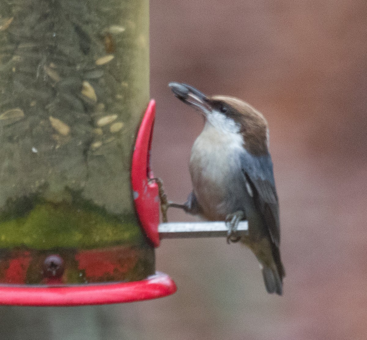 Brown-headed Nuthatch - Robert Doster