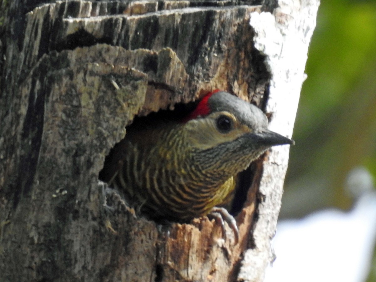 Golden-olive Woodpecker - ML197078591