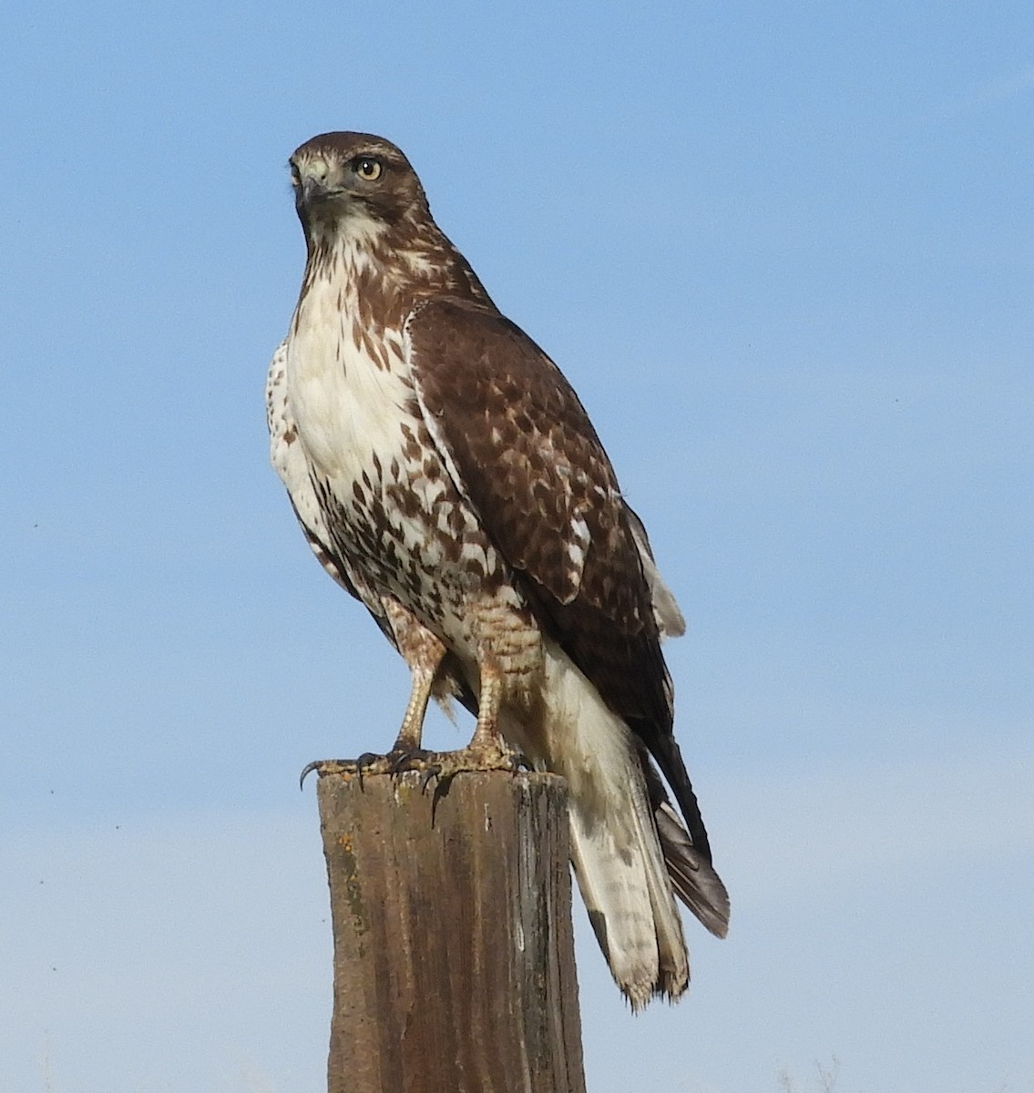 Red-tailed Hawk - ML197080871