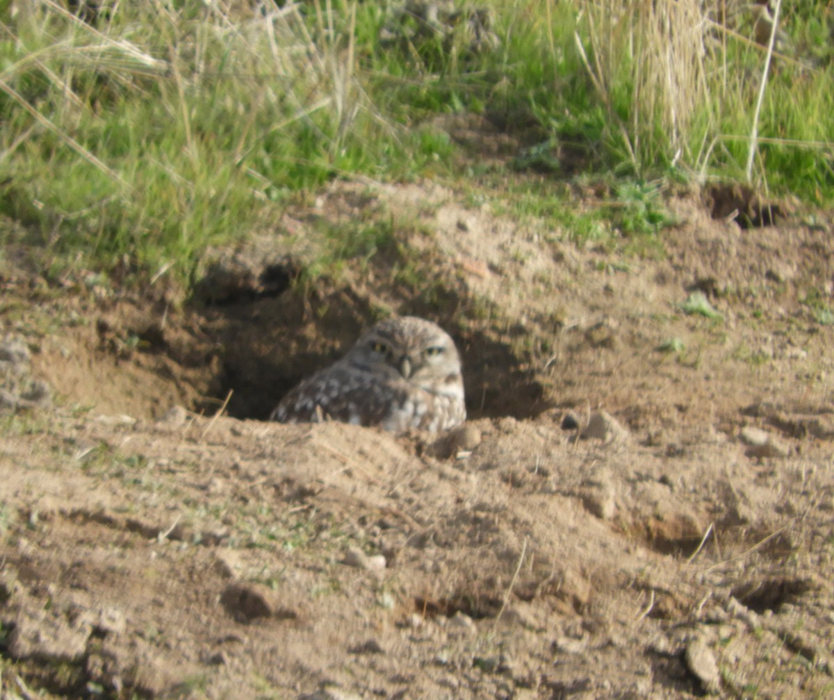 Burrowing Owl - ML197081051