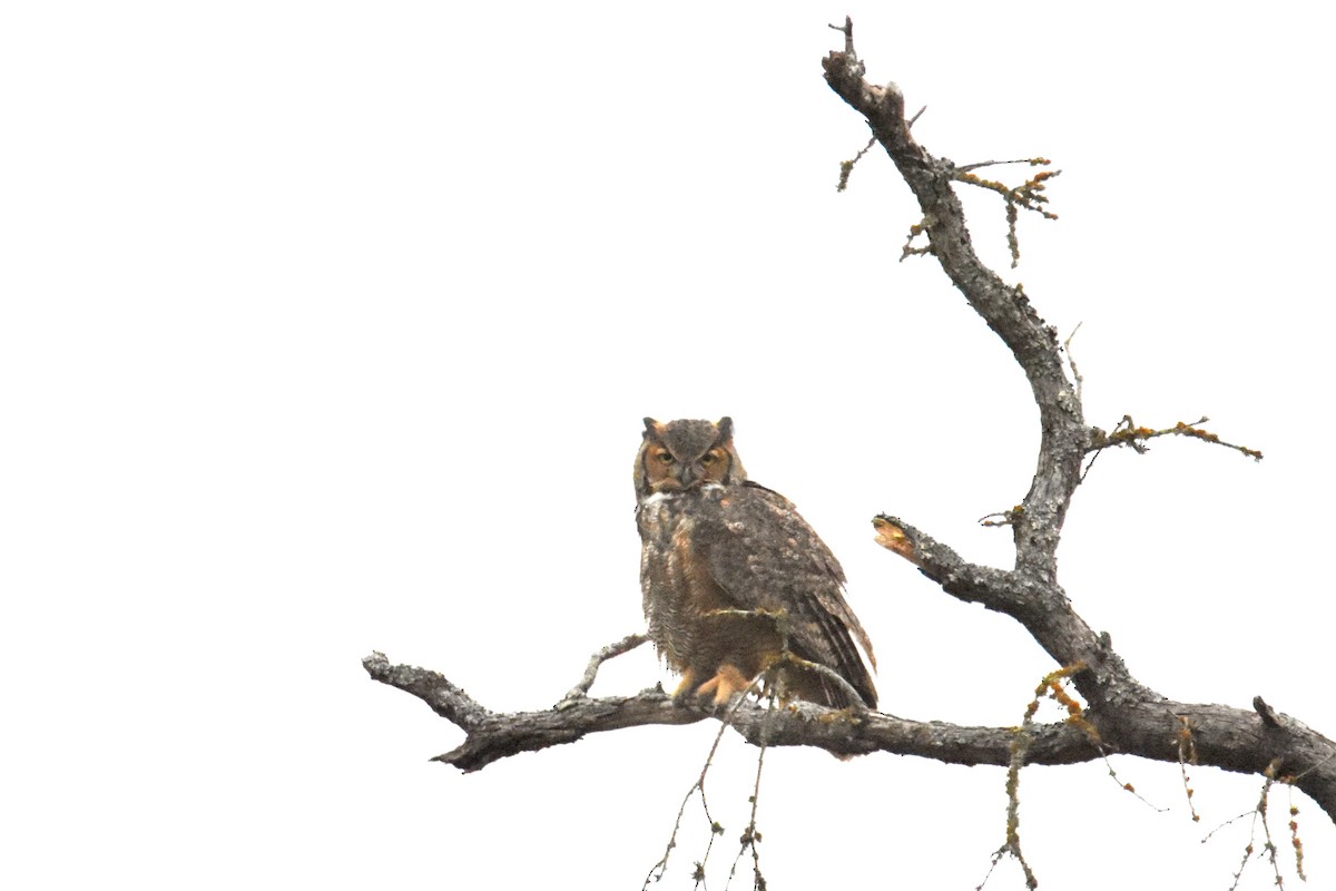Great Horned Owl - Tammy Brown
