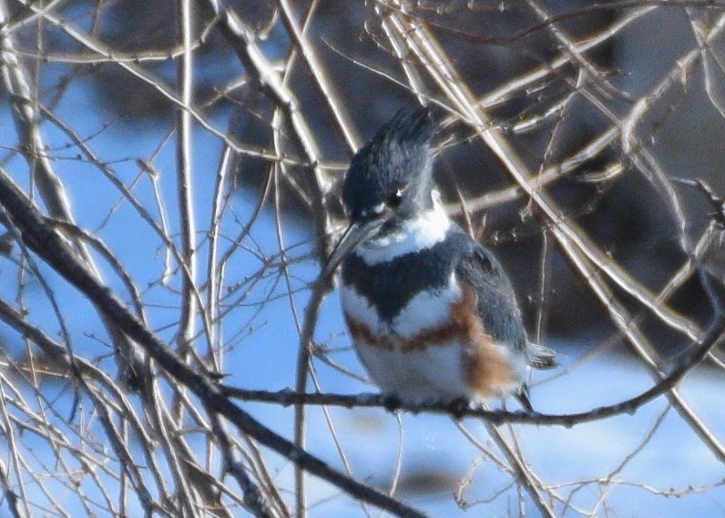 Belted Kingfisher - ML197087431