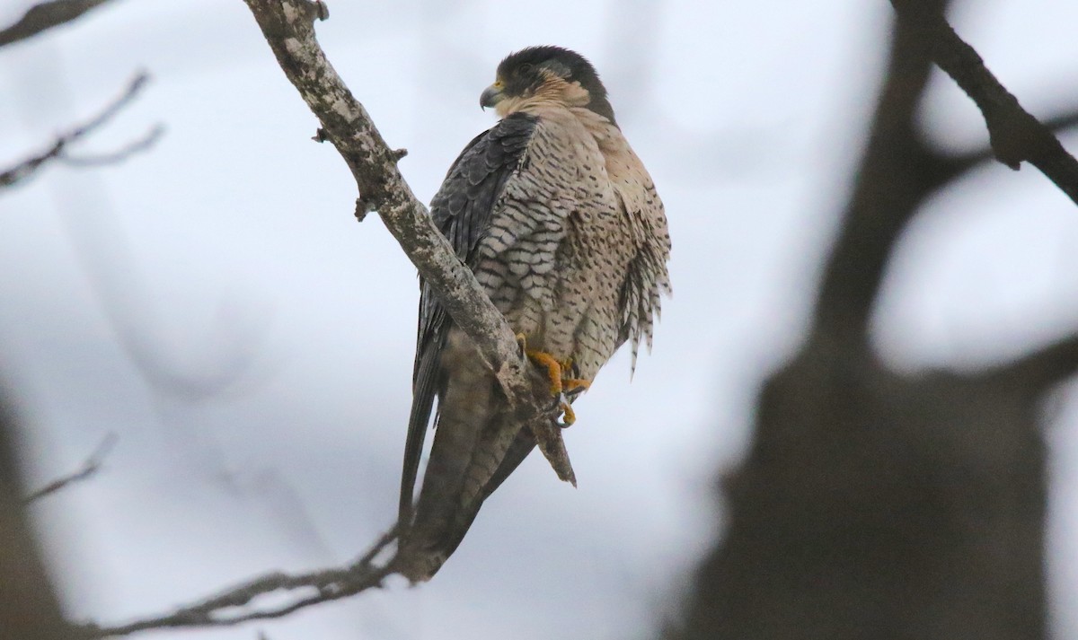 Peregrine Falcon (North American) - Brian Tychie
