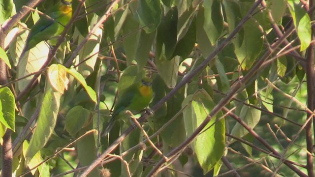 Yellow-throated Leafbird - ML197088331