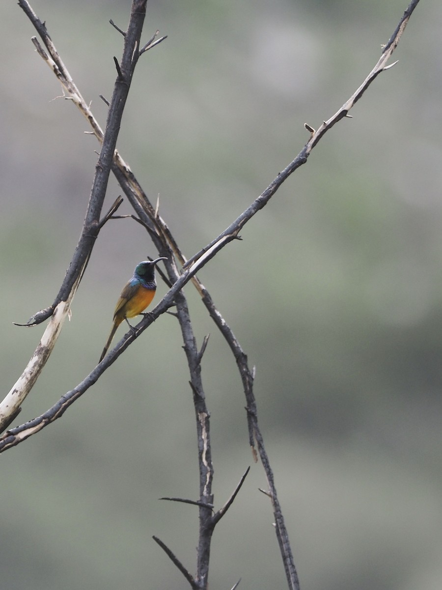 Orange-breasted Sunbird - ML197089301
