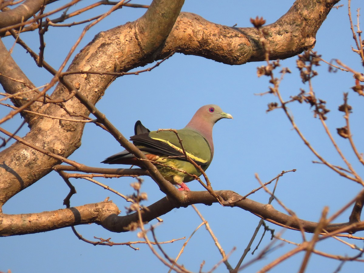 Pink-necked Green-Pigeon - Bob Carlisle