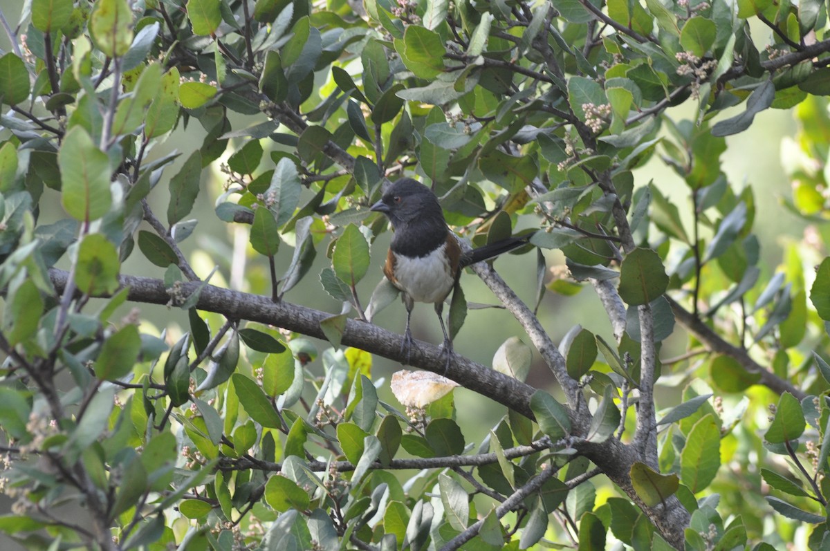 Spotted Towhee - ML197100431