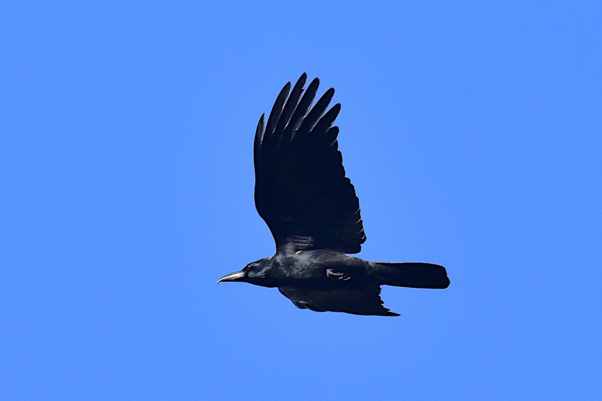 Large-billed Crow - ML197102341