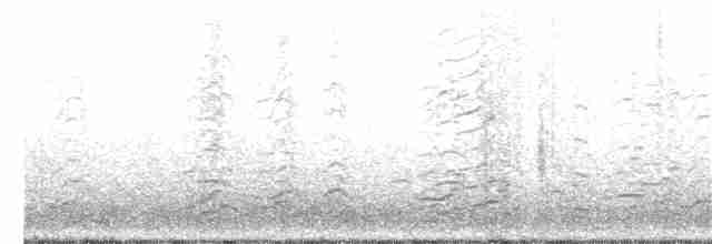 Малая канадская казарка (leucopareia) - ML197102531