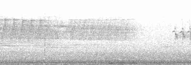 Paruline à joues grises - ML197103