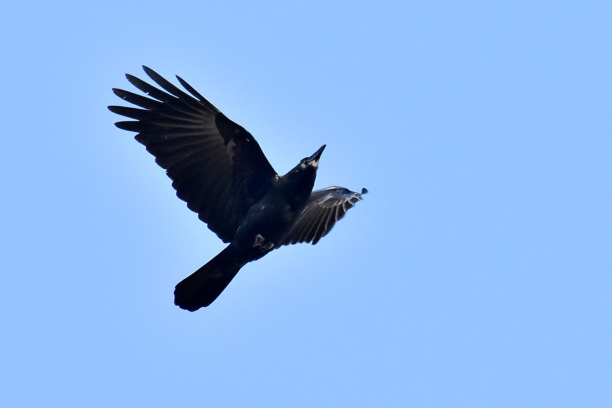 Large-billed Crow - ML197103081