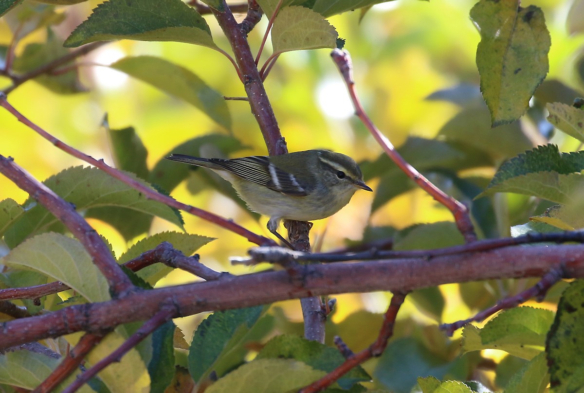 Yellow-browed Warbler - ML197104601