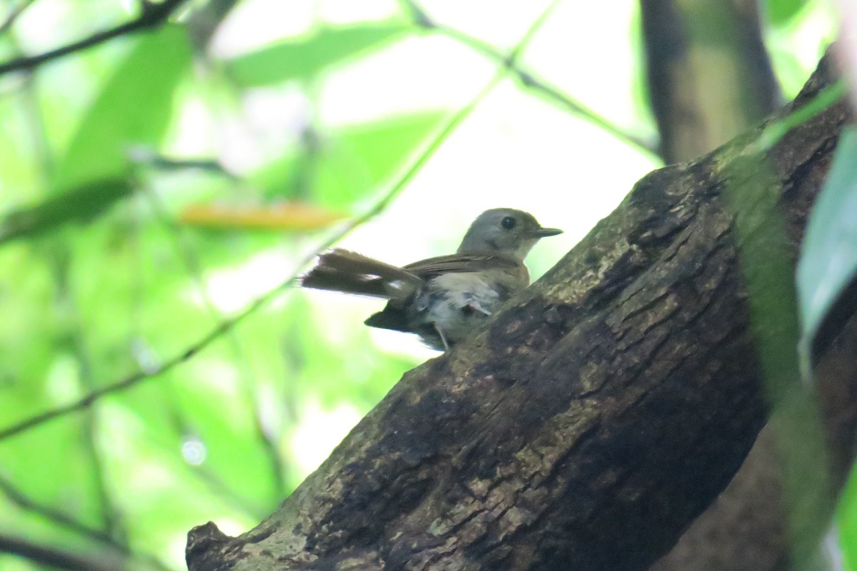 Pale-chinned Flycatcher - ML197108731