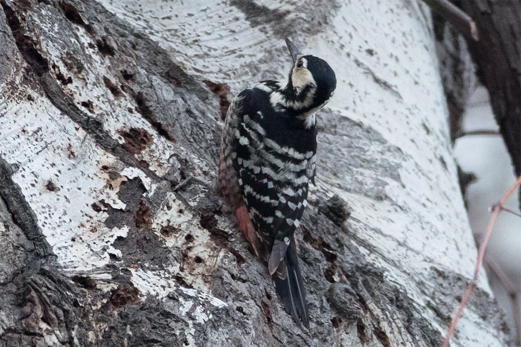 White-backed Woodpecker - ML197108881