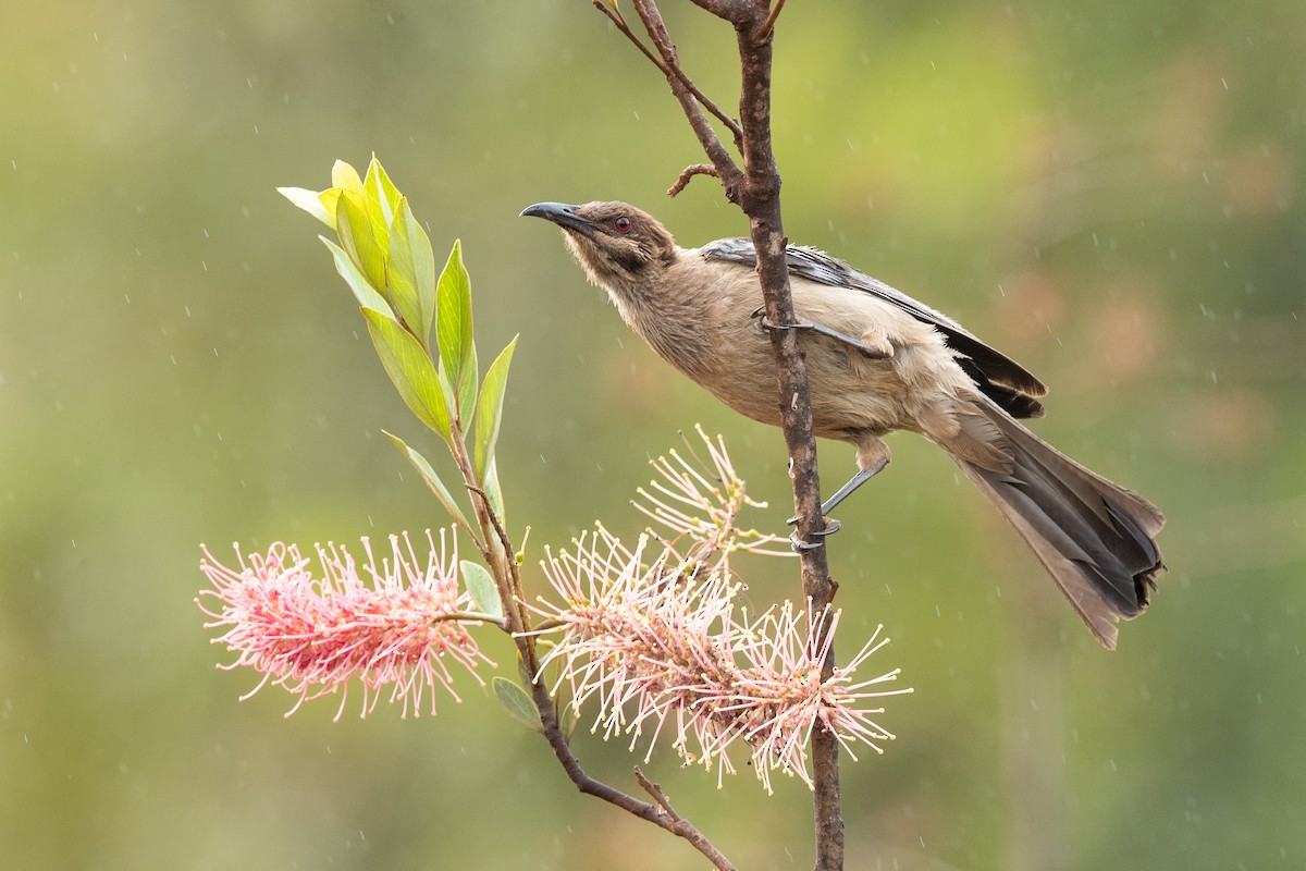 New Caledonian Friarbird - David Irving