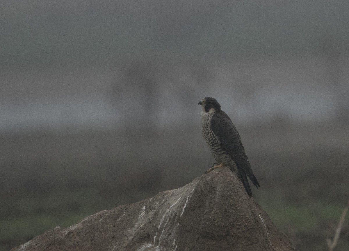 Peregrine Falcon - Hari Krishna  Adepu