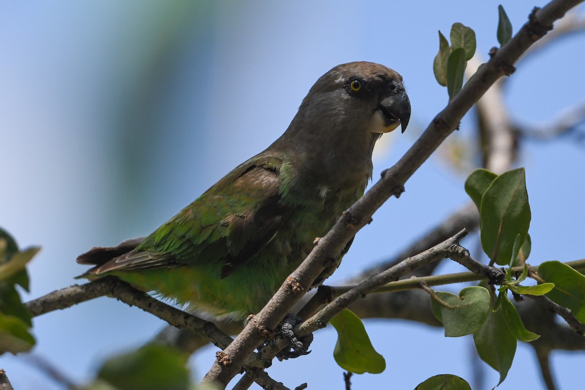 Brown-headed Parrot - ML197118501