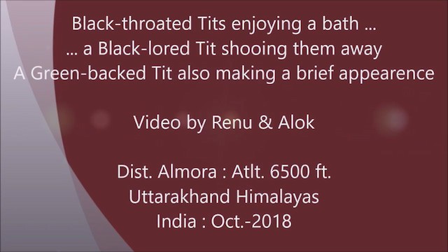 Black-throated Tit - ML197121271