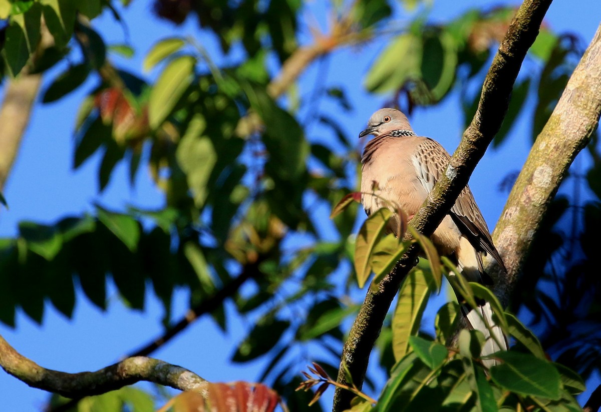 Spotted Dove - ML197122871
