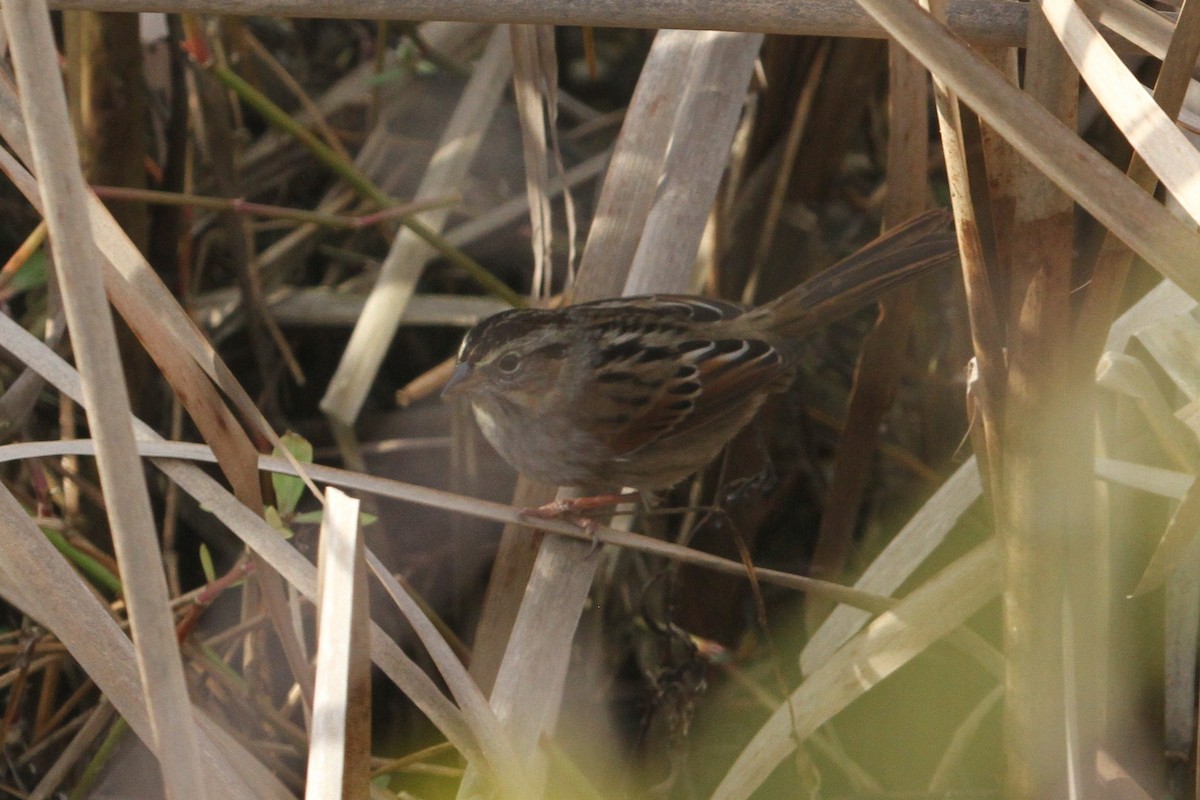 Swamp Sparrow - ML197124871